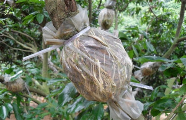 荔枝 高压繁殖 繁殖技术