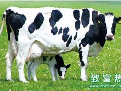 犊牛坏死性喉炎的防治措施