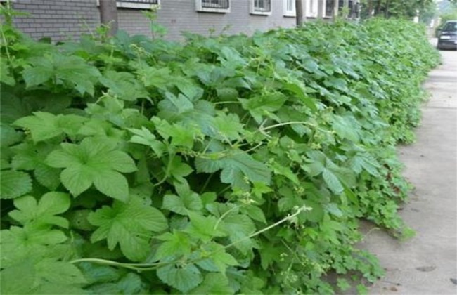 葎草种植技术 葎草种植 葎草