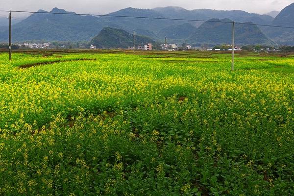 油菜地用什么除草剂