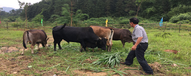 牛不反刍几天会死掉