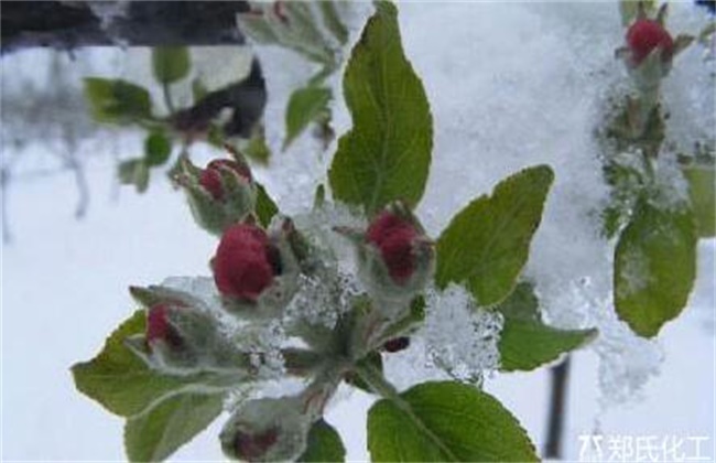 苹果倒春寒后的管理措施