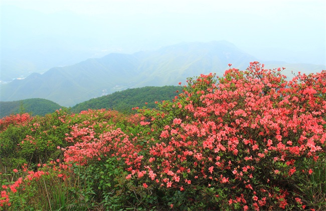 映山红 栽培 技术