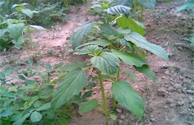 芝麻苗期 管理重点