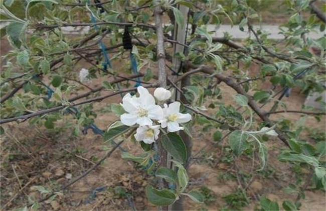 苹果花芽分化期管理技术