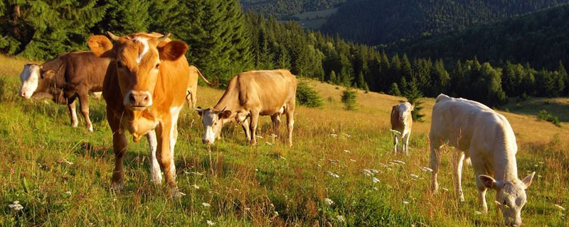 母牛饲料配方和喂养方法