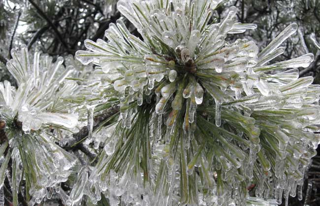 雪松产地在哪里