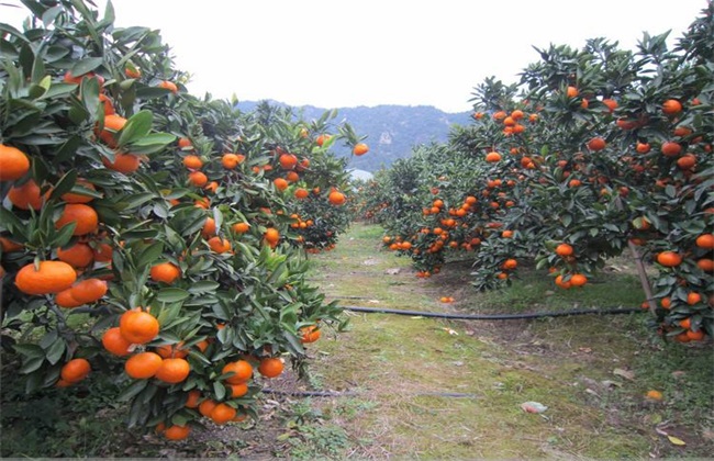 柑橘树 夏季修剪 柑橘树夏剪