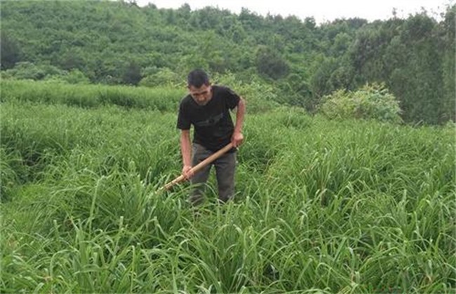 黄花菜除草方法及注意事项