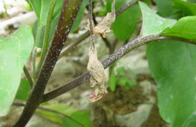 茄子菌核病