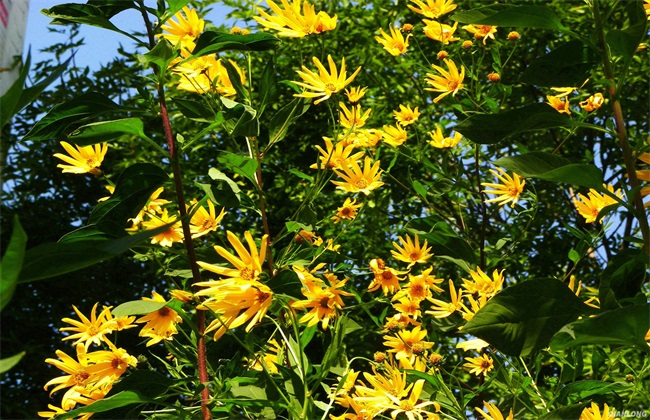 菊芋 种植 方法