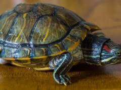 乌龟怎么繁衍后代？