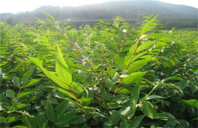 黄柏的种植技术