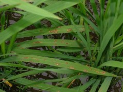 水稻种植稻瘟病防控技术