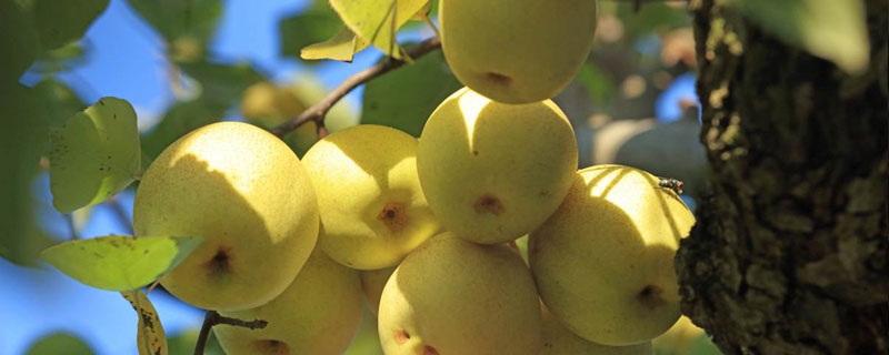 梨树每亩种植多少株