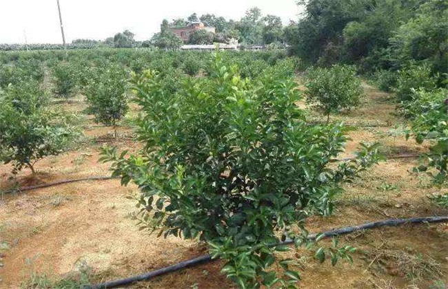 柑橘树 夏季修剪 柑橘树夏剪