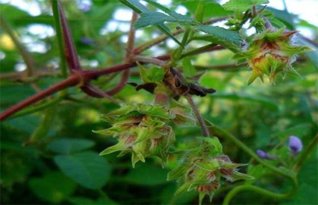 葎草种植技术 葎草种植 葎草