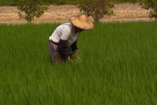 什么除草剂三年不长草