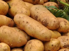 马铃薯靠什么繁殖后代？