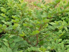 虎杖的种植技术