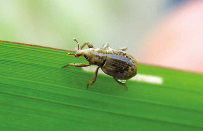 稻水象甲防控