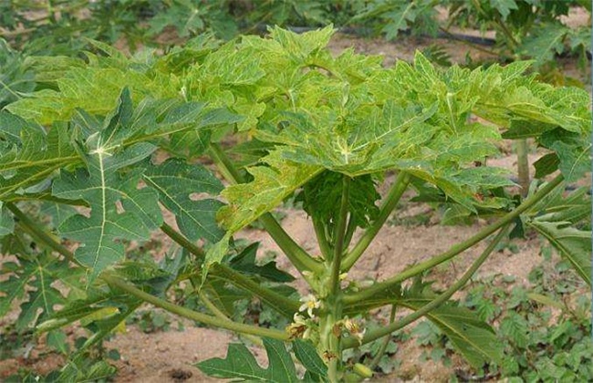 番木瓜花叶病防治方法