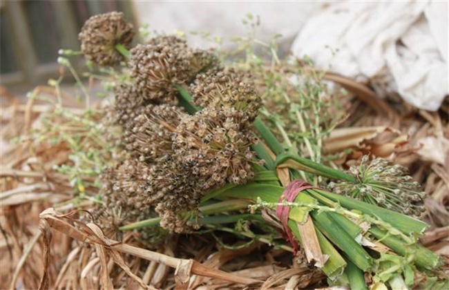 洋葱种子种植方法