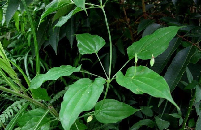 百部 种植管理 田间管理