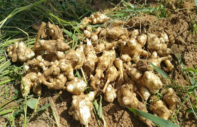 菊芋 种植 方法