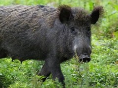 野猪可以闻到多远的食物？