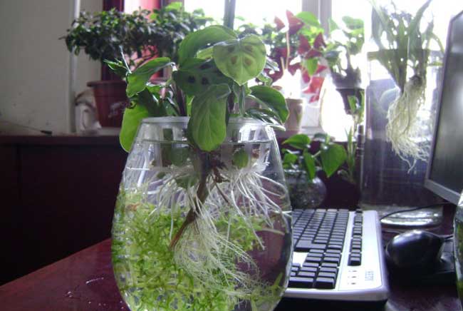 水培植物营养液配方