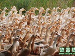 养禽场要注意安卡拉病的防控
