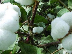 棉花在哪里种植？