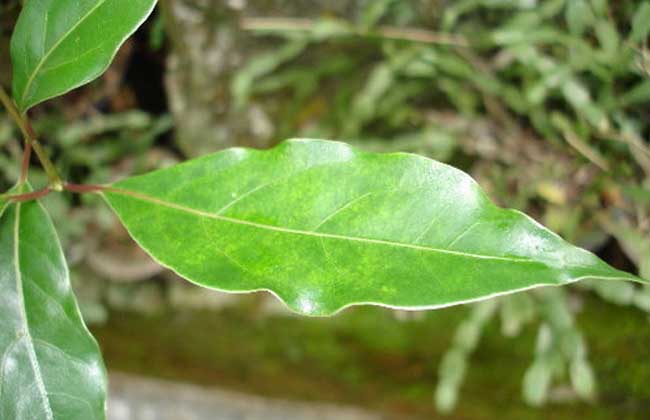 香樟什么时候开花