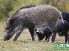 野猪如何预防水肿病