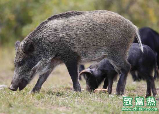 野猪如何预防水肿病