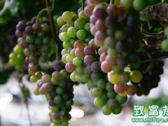 应对葡萄减产的科学施肥法