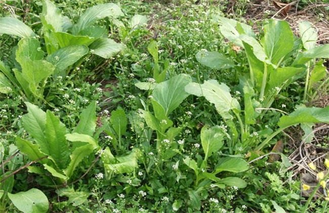 荠菜 田间管理 方法