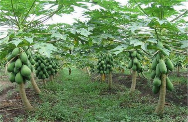 木瓜 育苗管理 方法