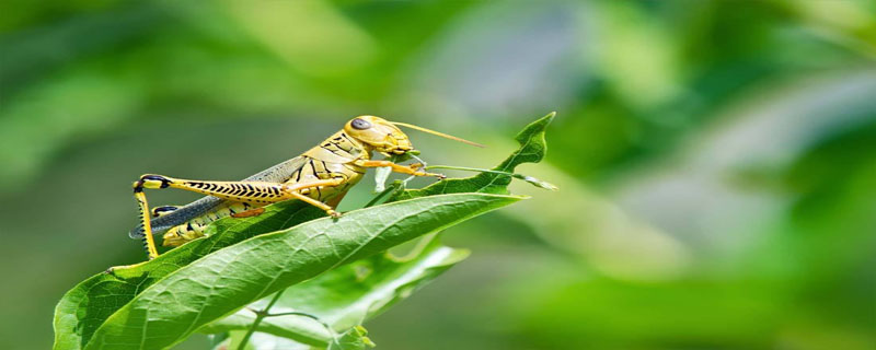 蝗虫每秒振动翅膀多少次