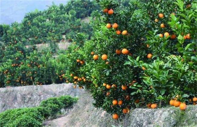 橙子保花保果技术