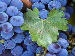 蓝莓在广州可以种植吗？