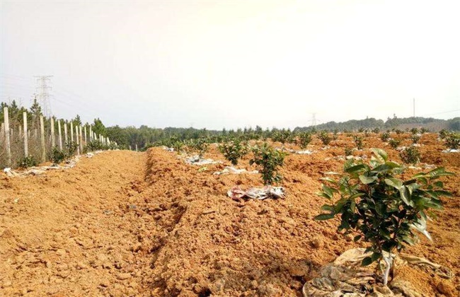 沃柑如何选地建园