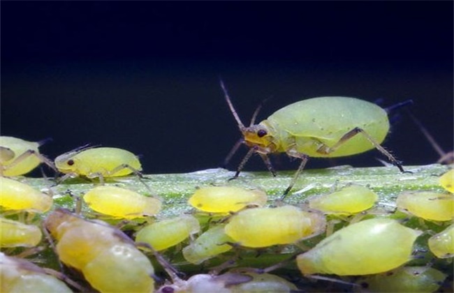 蔬菜蚜虫无公害防治技术