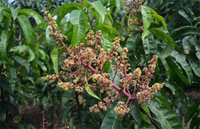 芒果 花期 管理要点