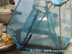 教你自制扑蝇器,猪场再大苍蝇也不怕啦