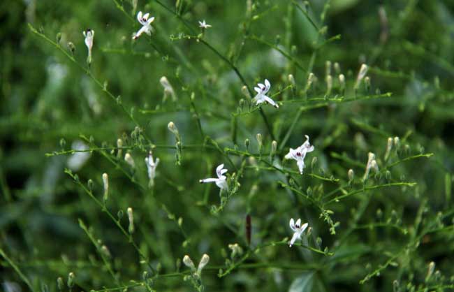 穿心莲种植技术