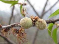 山桃种子价格及种植方法