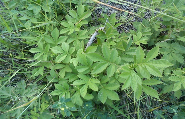 仙鹤草 栽培 管理