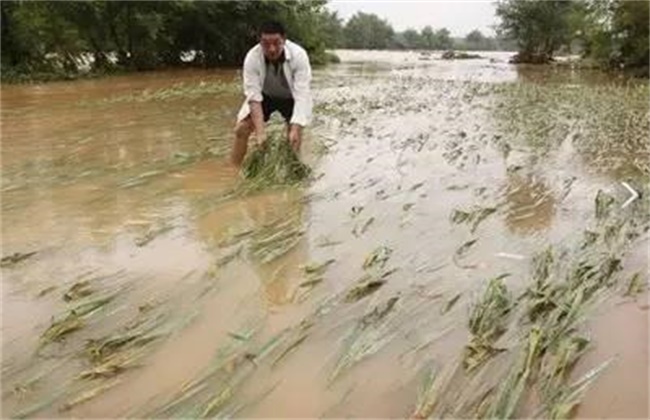 水稻洪涝